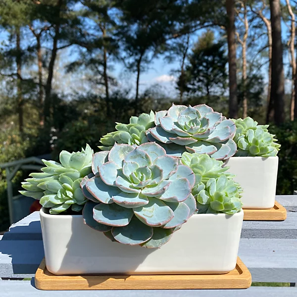 The Succulent Saucer Flower Tower