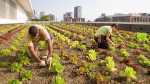Urban Gardening and Rooftop Harvests