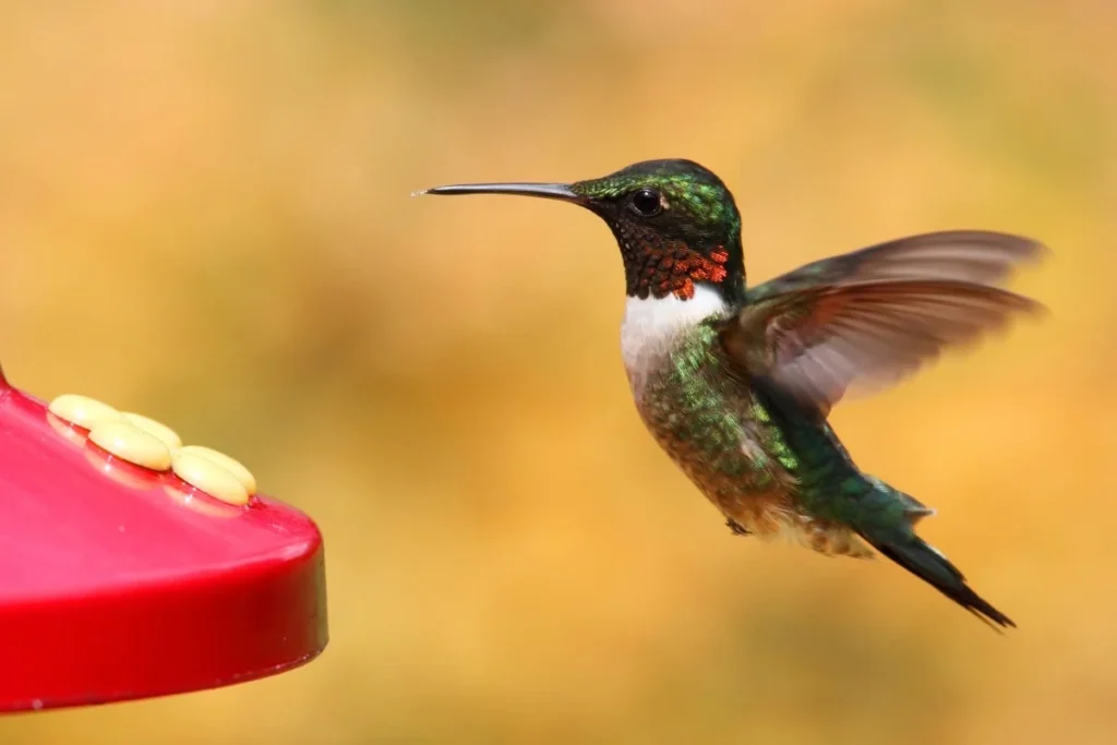 What should I use for hummingbird food