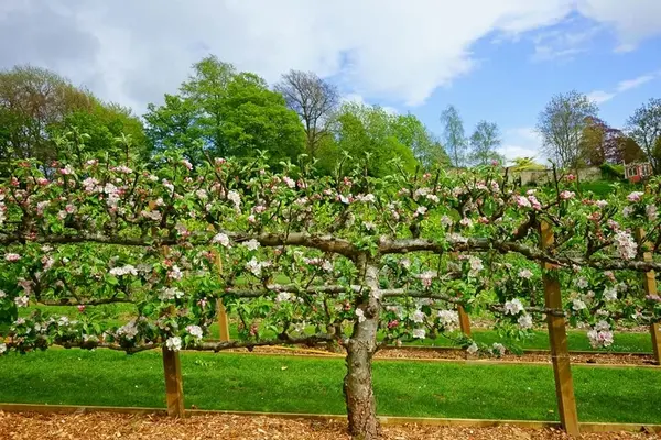 Why Choose Espalier for a Small Space Orchard Garden
