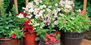Why Container Gardening with Gourmet Vegetables Is a Game-Changer