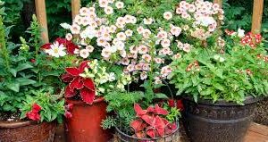 Why Container Gardening with Gourmet Vegetables Is a Game-Changer