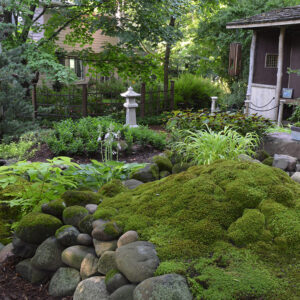Why Moss Garden Ideas Are Taking Over