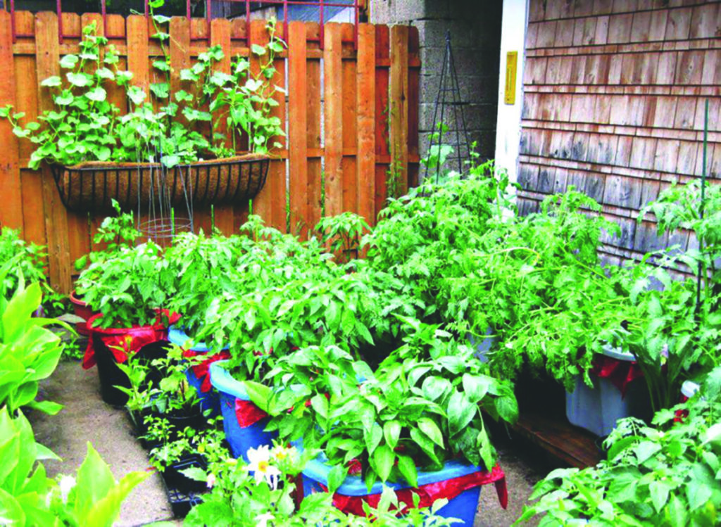 Container Gardening for Flexibility