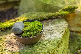 Mini Moss Gardens in Bowls