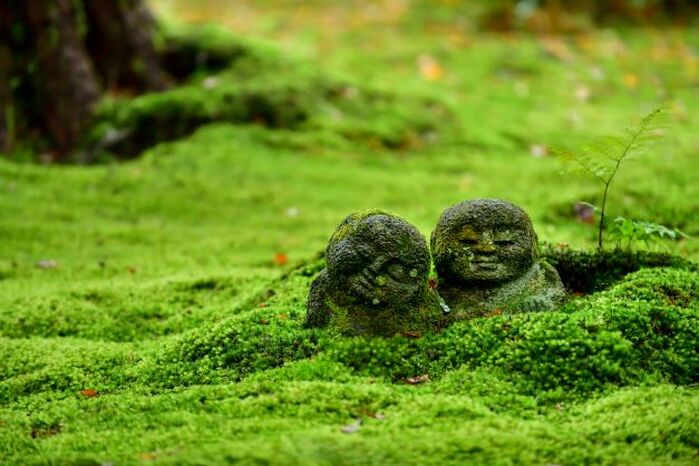 Mossy Faces