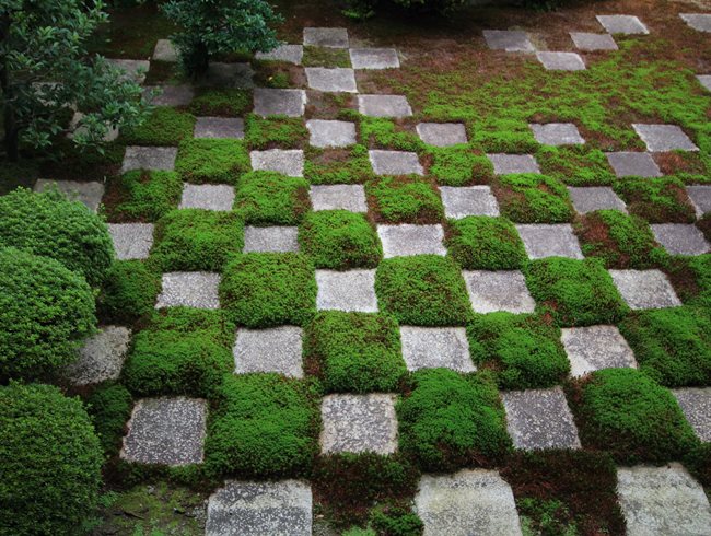 Checkerboard Moss Pattern