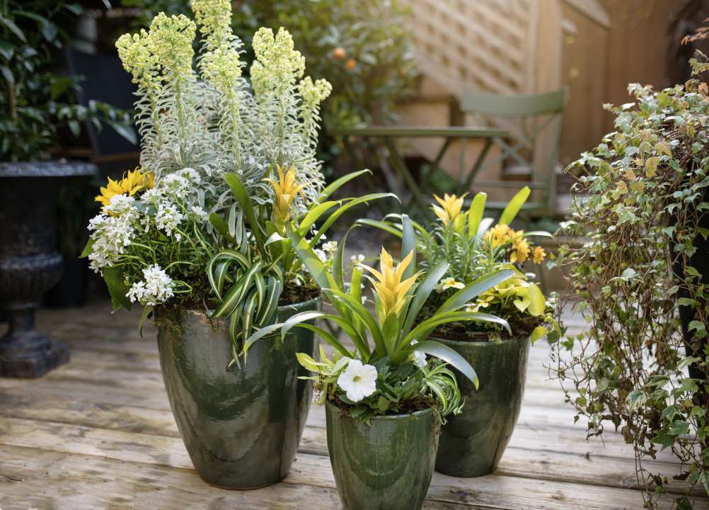 Care Tips for Container Gardening with Gourmet Vegetables