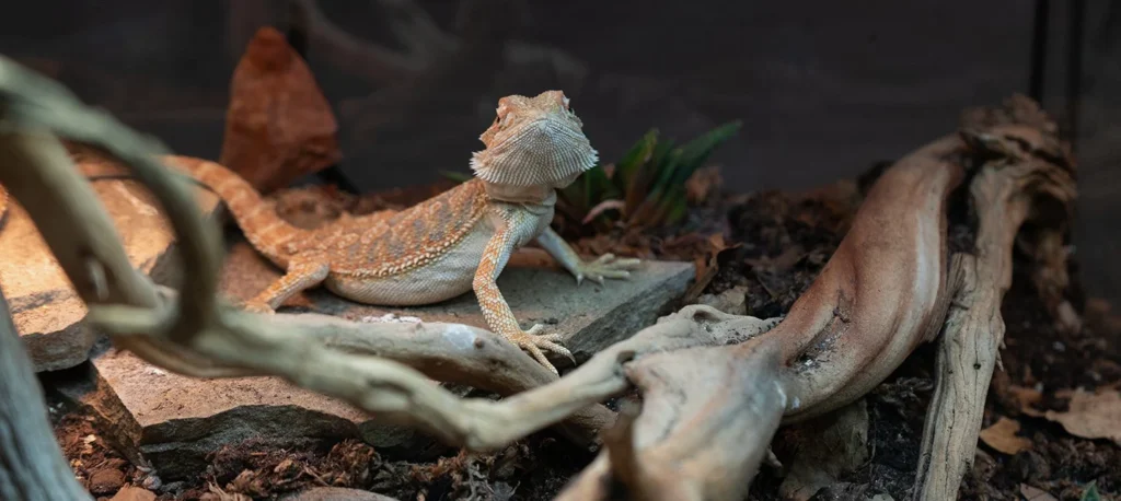 4. River Rock Lizard