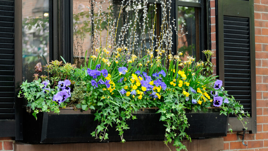 Elevate Your Windows with Flowering Window Boxes