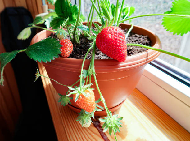 Bamboo Strawberry Planter