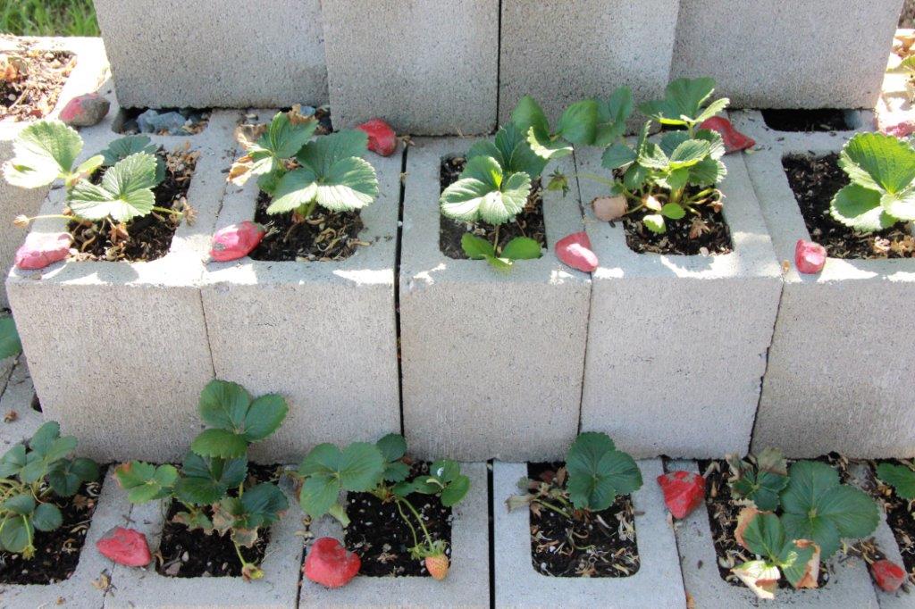 Cinder Block Strawberry Planter