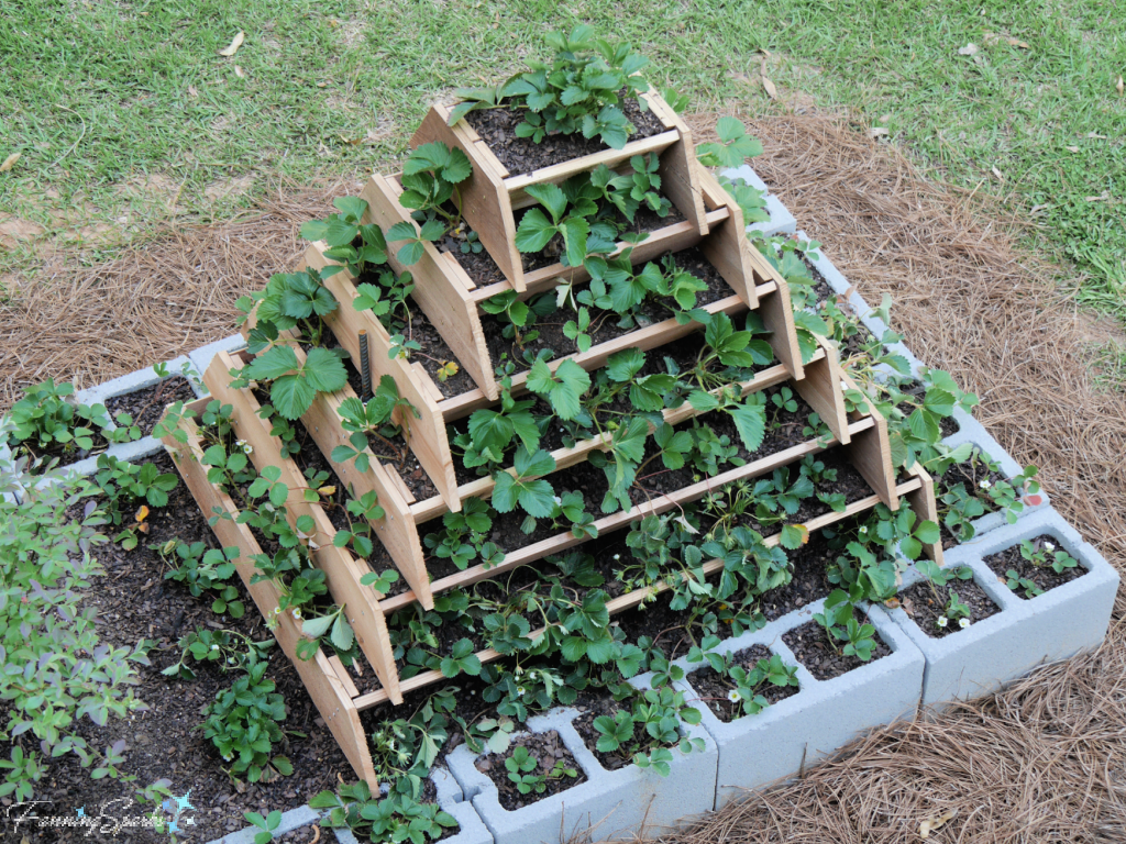 DIY Concrete Block Strawberry Planter