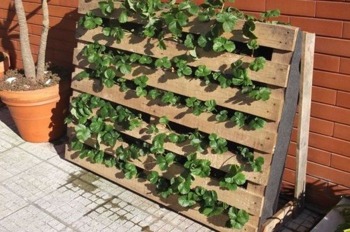 DIY Pallet Strawberry Wall