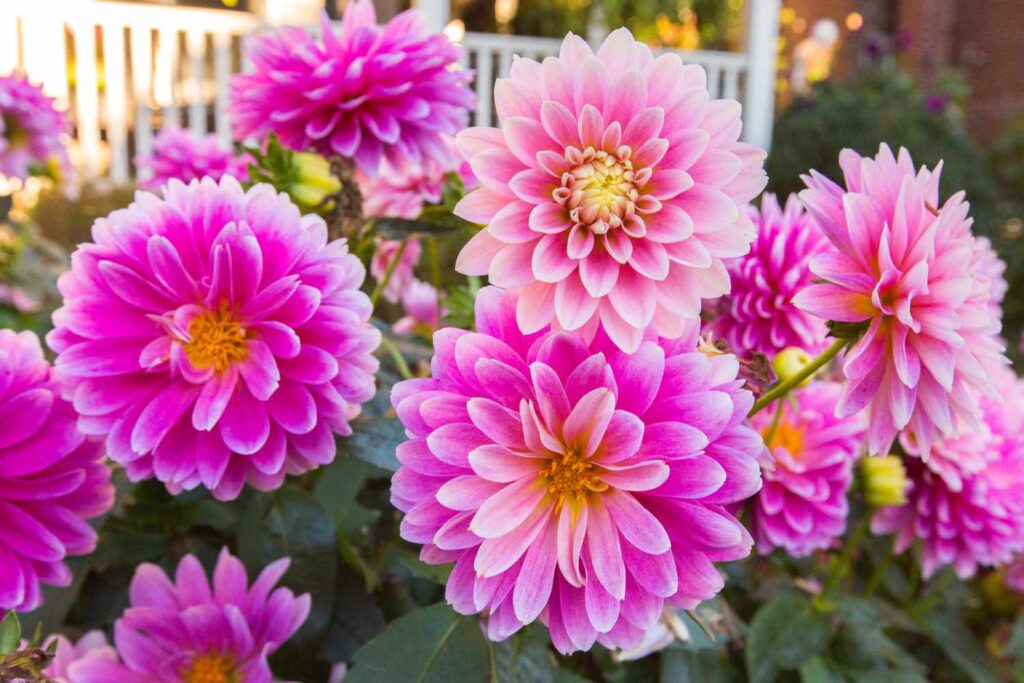  Big and Bold Flower Planters