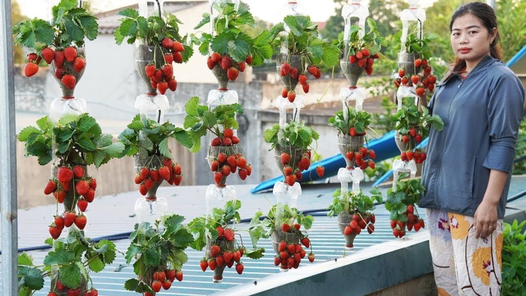 Hanging Plastic Bottle Strawberry Planter