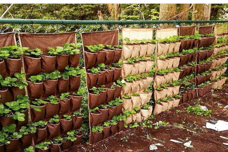 Hanging Shoe Organizer Strawberry Planter
