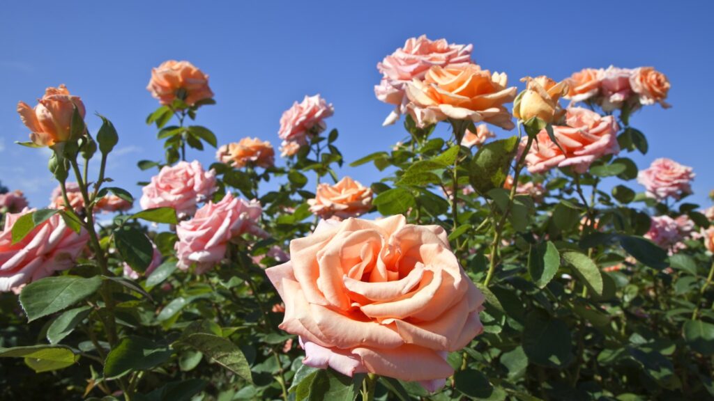 Mixed Rose Varieties