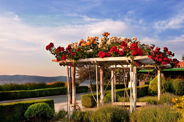  Pergola Covered in Roses