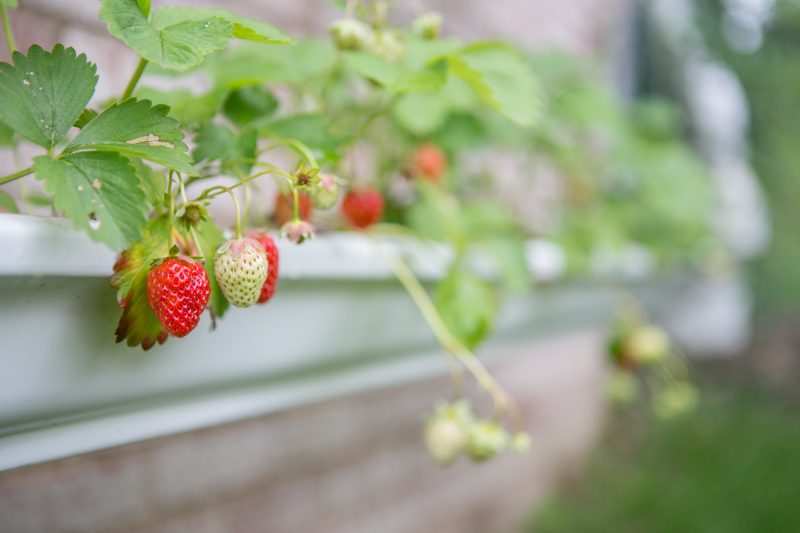 Rain Gutter Strawberry Planter
