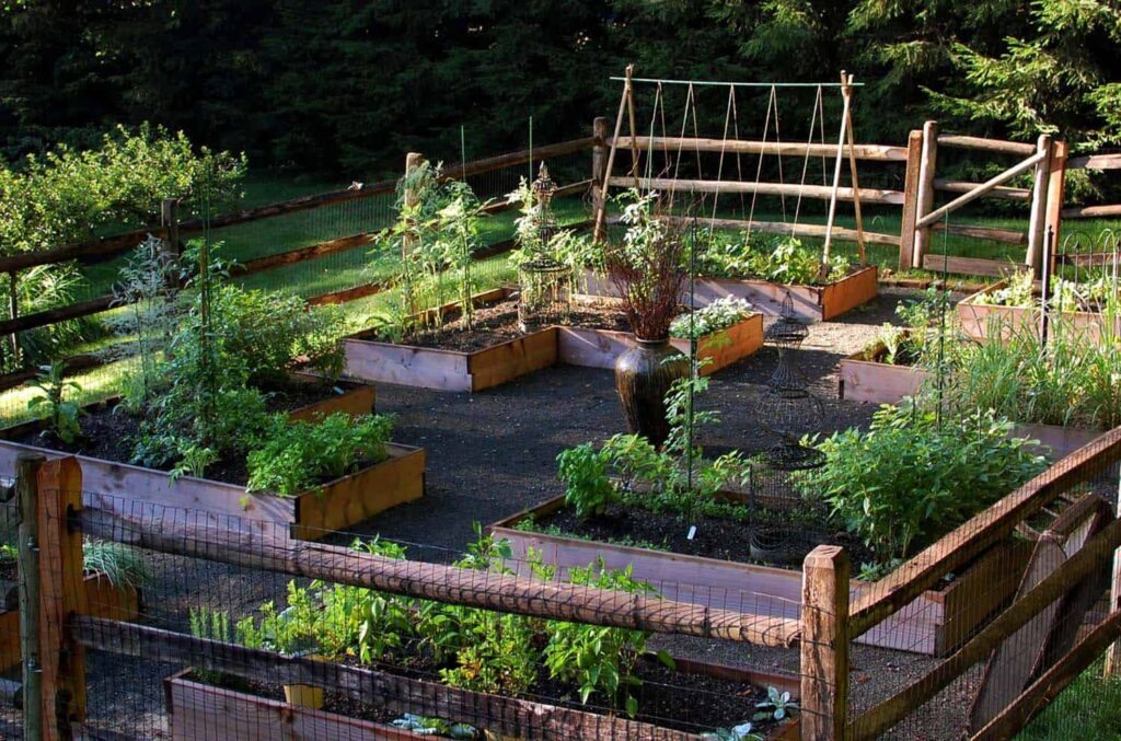 Home Veggie Garden in Raised Beds