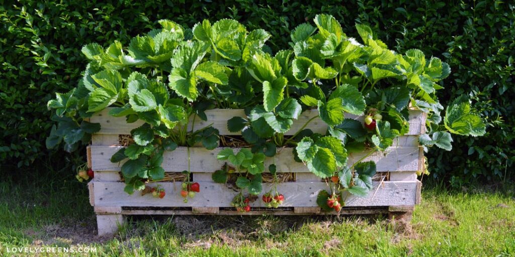 Recycled Pallet Strawberry Planter