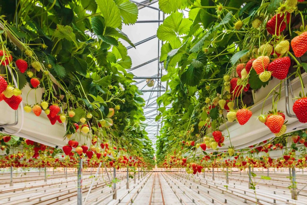 Strawberry Grow Bags