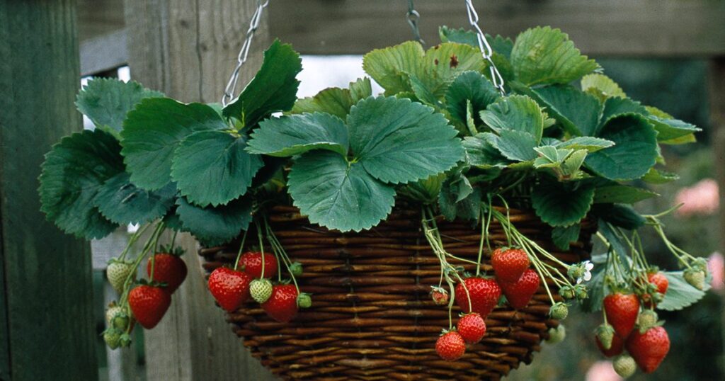 Strawberry Hanging Planters