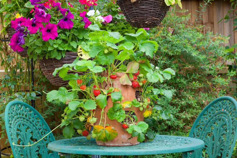Terracotta Strawberry Planter