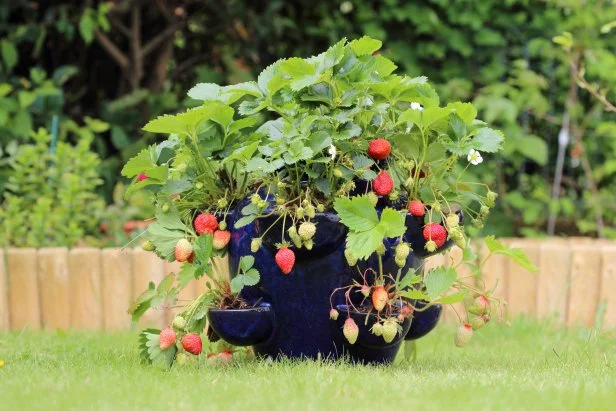 Upcycled Container Strawberry Planter