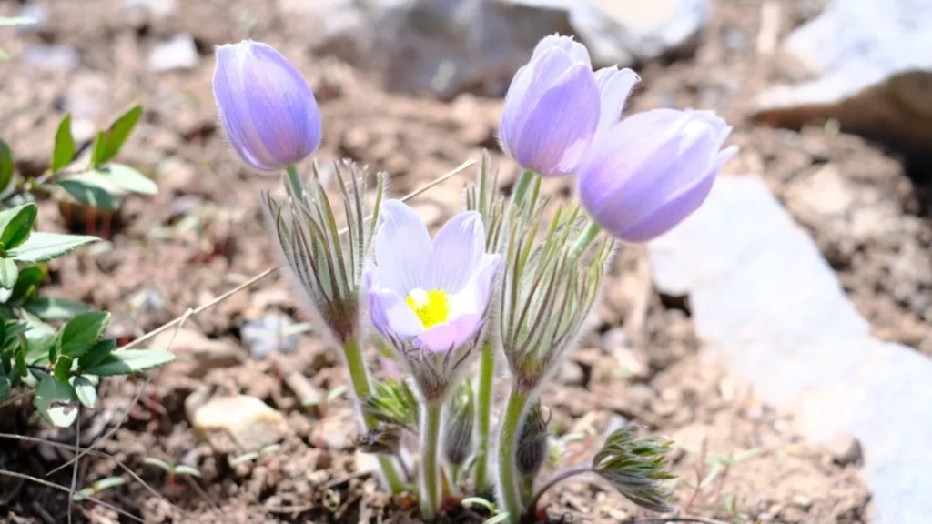 Wildflowers to Add Color and Charm