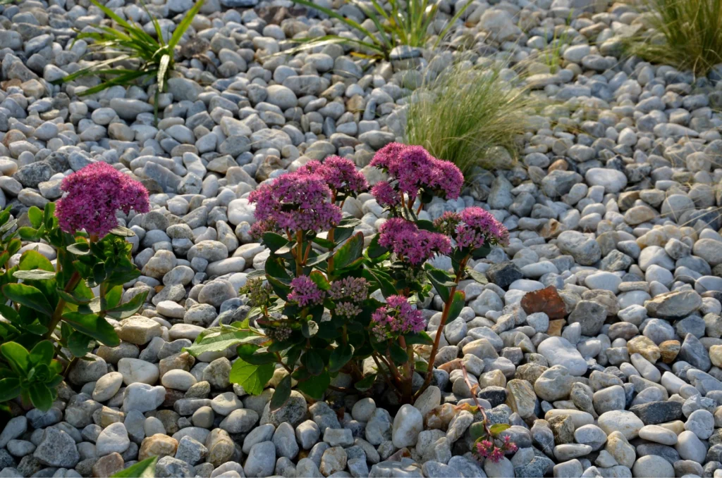 River Rock Flowers