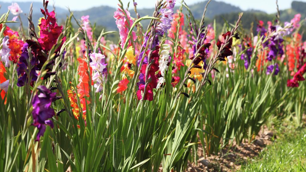  Gladiolus Cutting Garden