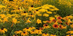 14 Vibrant Yellow Perennials to Fill Your Garden with Golden Charm