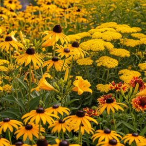 14 Vibrant Yellow Perennials to Fill Your Garden with Golden Charm