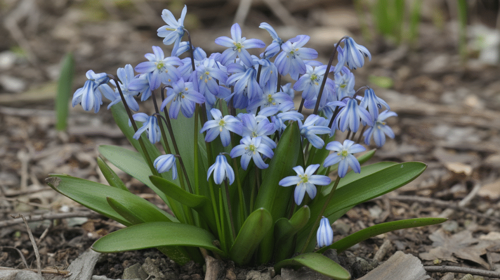 Scilla: Early Spring Energy